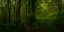 Picture of MYSTIC FOREST