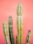 Picture of PRETTY PINK CACTUS MARRAKECH