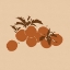 Picture of APPLES