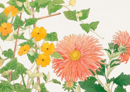 Picture of THUNBERGIA A ASTER FLOWER NO2