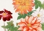 Picture of DAHLIA FLOWER NO.2