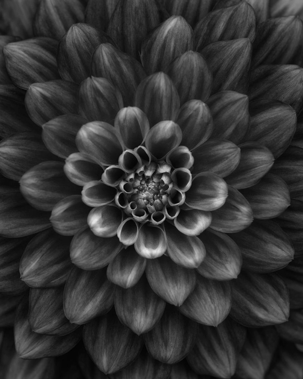 Picture of DAHLIA