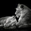 Picture of TWO LIONS