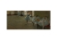 Picture of DANCERS IN THE CLASSROOM