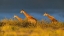 Picture of GIRAFFES AT THE SUNSET