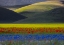 Picture of CURVES AND COLORS