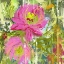 Picture of TEXTURED FLOWERS