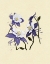 Picture of COLORADO COLUMBINE COPY