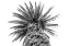 Picture of ABSTRACT PALM TREE #2