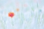 Picture of JUST A POPPY