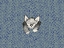 Picture of KITTY