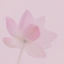 Picture of SEASON OF LOTUS FLOWER