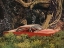 Picture of BURLED HOLLOW