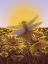 Picture of DRAGONFLY AT SUNRISE LARGE