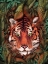 Picture of JUNGLE TIGER MAJESTY COLOUR ORIGINAL