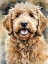 Picture of GOLDEN DOODLE AQUARELL
