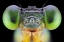 Picture of CERIAGRION CERINORUBELLUM