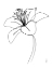Picture of LILY