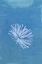 Picture of WHITE FLOWER ON BLUE BACKGROUND