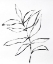 Picture of LINES OF PLANTS 14