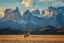 Picture of GUANACO