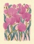 Picture of TULIPS
