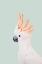 Picture of COCKATOO ON MINT