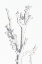 Picture of TREE 26