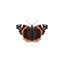 Picture of RED ADMIRAL