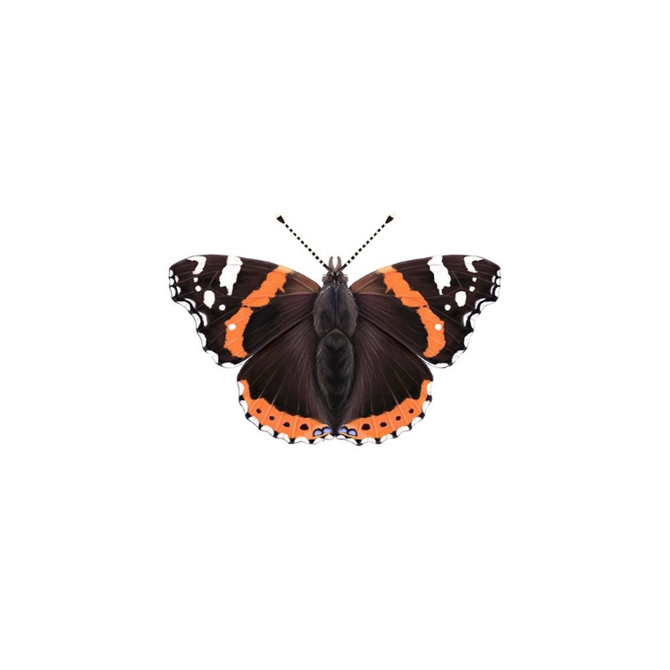 Picture of RED ADMIRAL