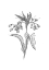 Picture of COMFREY