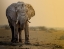 Picture of NXAI PAN SUNSET