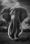 Picture of CRAIG THE LEGENDARY ELEPHANT