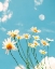 Picture of MAGICAL DAISIES