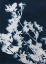 Picture of BOTANICAL SERIES