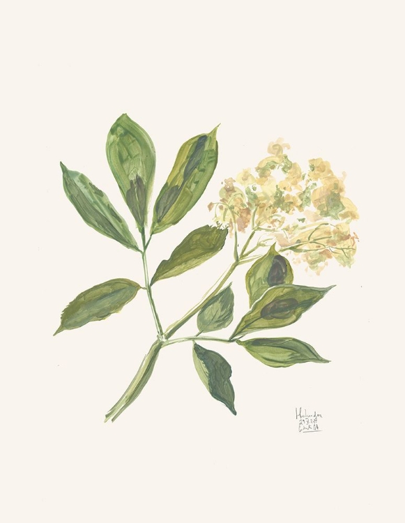 Picture of ELDERBLOSSOM GOUACHE