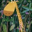 Picture of CUTE GIRAFFE PEEKS OUT OF THE JUNGLE BY ARTIST CARLA DALY