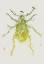 Picture of BEETLE 1