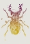 Picture of STAGBEETLE