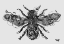 Picture of BEE - BLACK AND WHITE