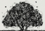Picture of TREE OF LIFE - BLACK AND WHITE