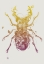 Picture of STAGBEETLE