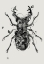 Picture of STAGBEETLE