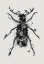 Picture of BEETLE 2