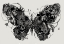 Picture of BUTTERFLY 1