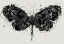 Picture of BUTTERFLY 4