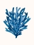Picture of CORAL