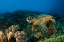 Picture of HAWKSBILL TURTLE