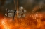 Picture of FENIX
