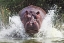 Picture of IM GOING TO GET YOU !!